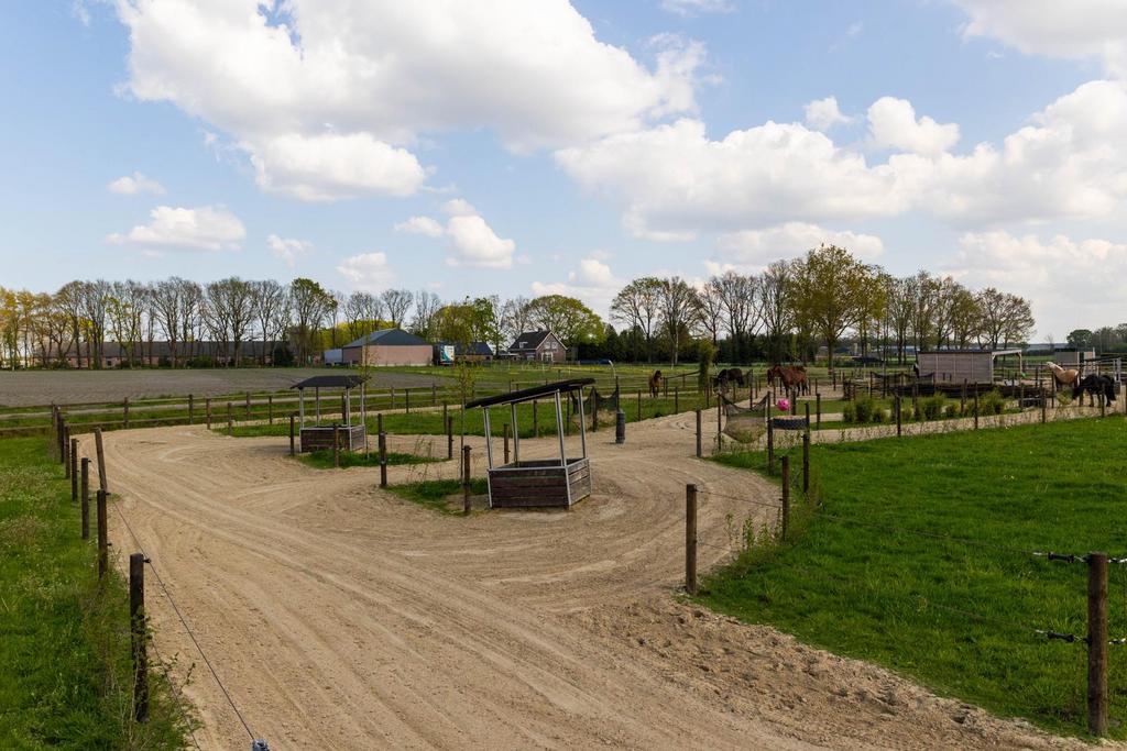 Paddock paradise 🌿🌳heeft plekjes vrij 📩, Dieren en Toebehoren, Weidegang