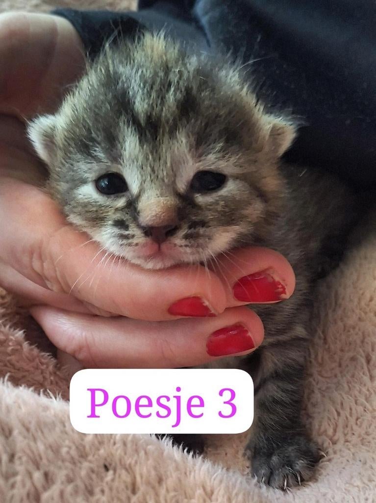 Nog 3 kittens(meisjes) ragdoll, Meerdere dieren, 0 tot 2 jaar