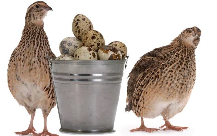 Heeft u kwartelhennen te koop?, Dieren en Toebehoren, Overige soorten