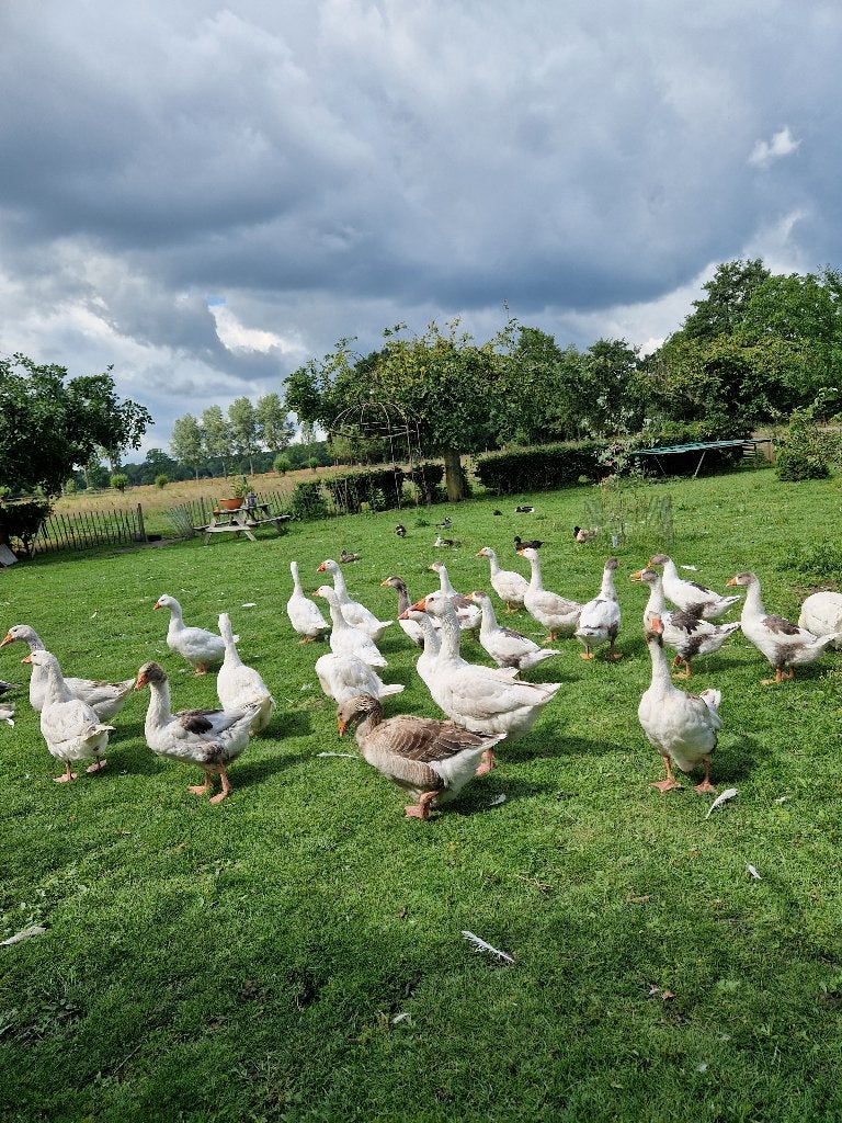 ganzen te koop, Meerdere dieren, Gans of Zwaan