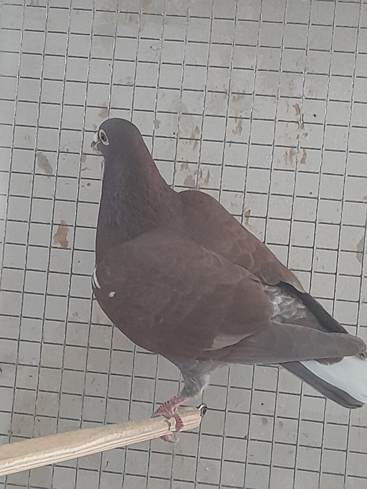 doffer, Dieren en Toebehoren, Mannelijk, Kropper