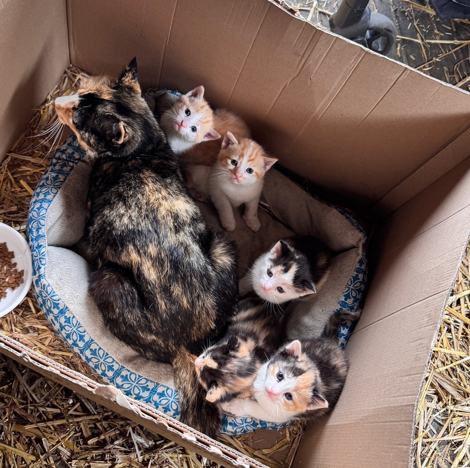 Boerderijkittens, Dieren en Toebehoren, Meerdere dieren, Langharig, 0 tot 2 jaar