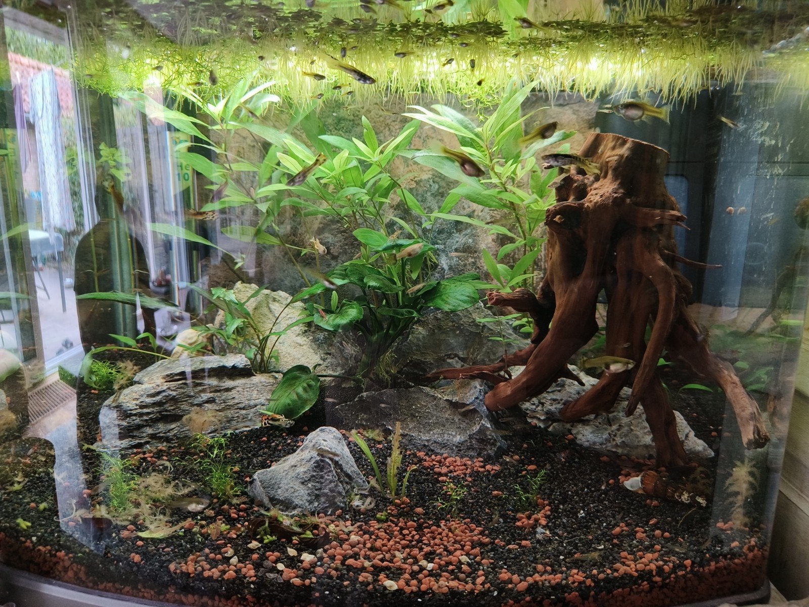Jonge guppies te koop, Vis, Zoetwatervis, Schoolvis