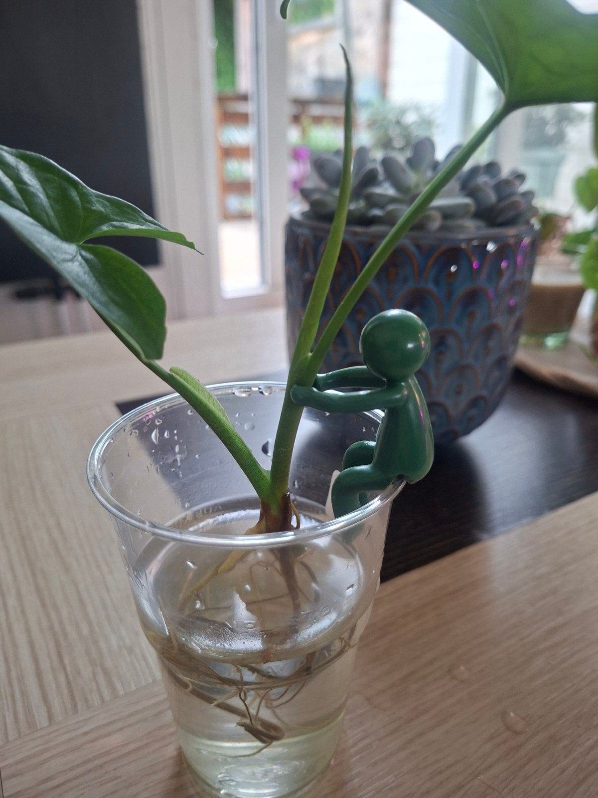 ️ Syngonium Motteld + plantenbuddy ️, Verzenden, Halfschaduw, Minder dan 100 cm