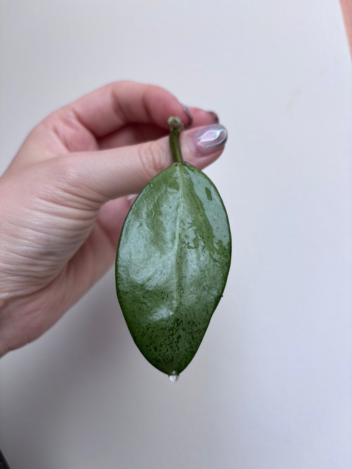 Hoya Silver Lady Stekje, Huis en Inrichting, Ophalen of Verzenden, Halfschaduw, Minder dan 100 cm