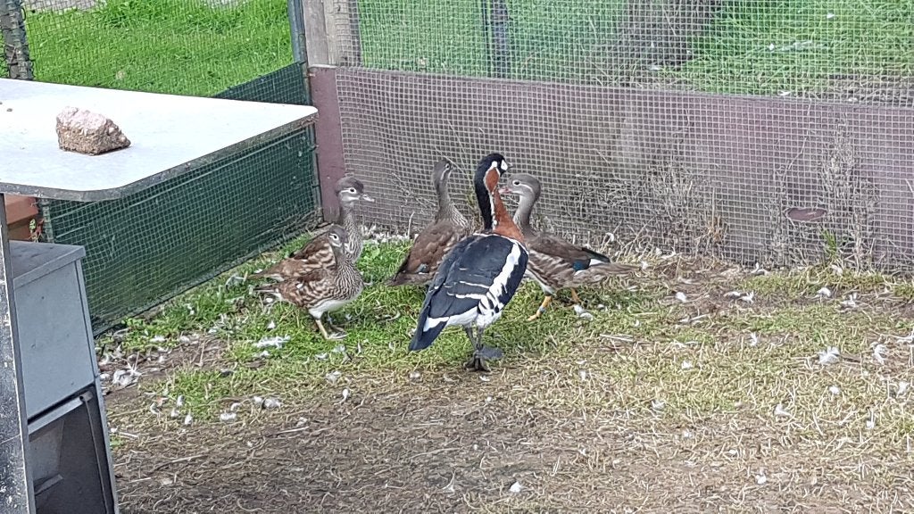 roodhalsgans, Mannelijk, Gans of Zwaan
