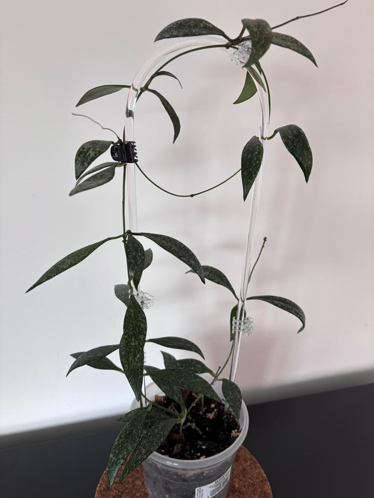 Hoya parviflora, Ophalen of Verzenden, Halfschaduw, Minder dan 100 cm