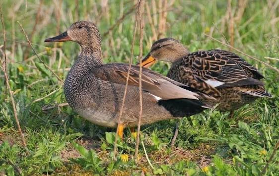 Siereenden gezocht, Dieren en Toebehoren