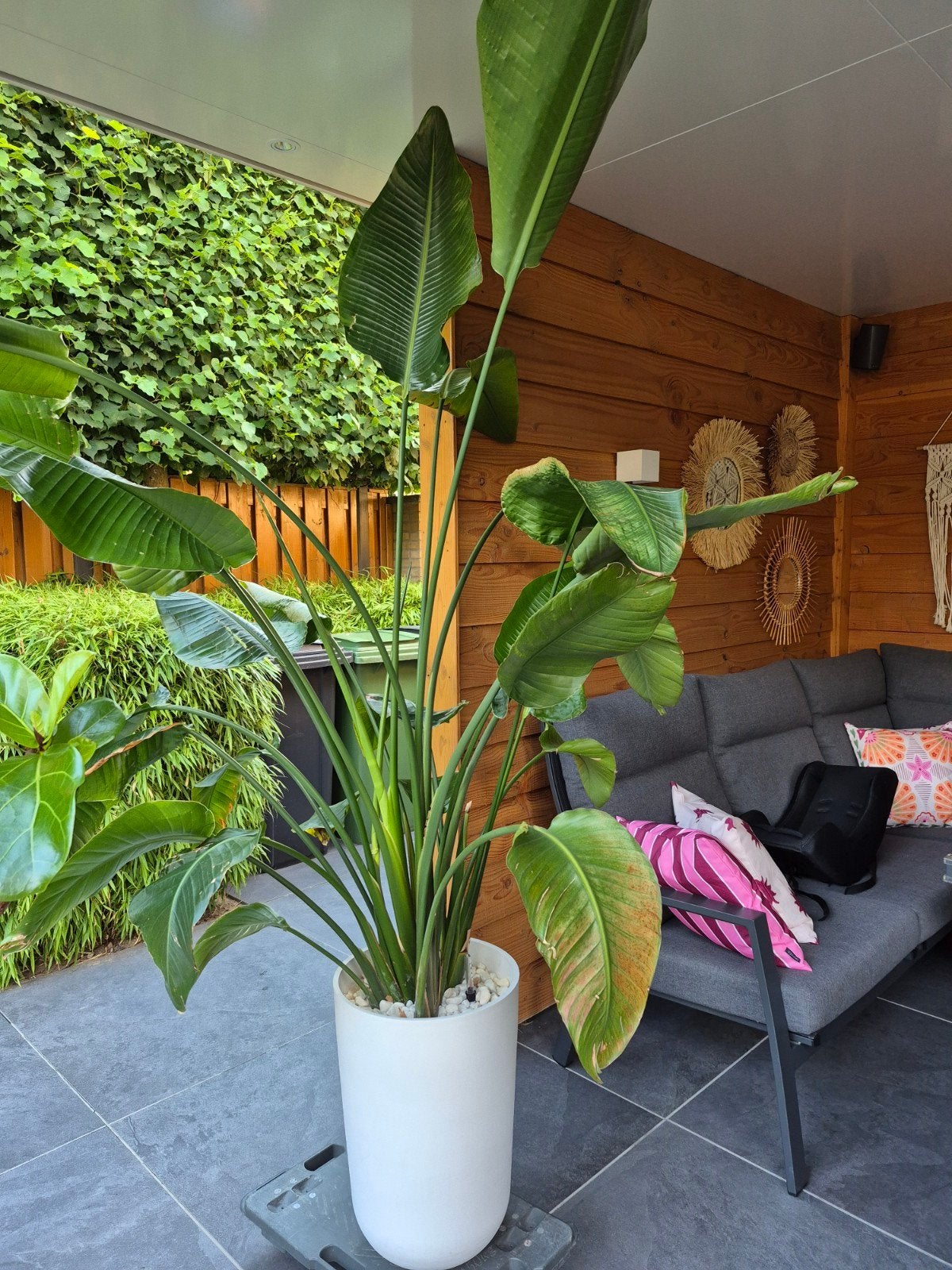 Strelitzia Nicolai (200 cm) in Ecopots Oslo High 52, Ophalen, 200 cm of meer, Overige soorten, In pot
