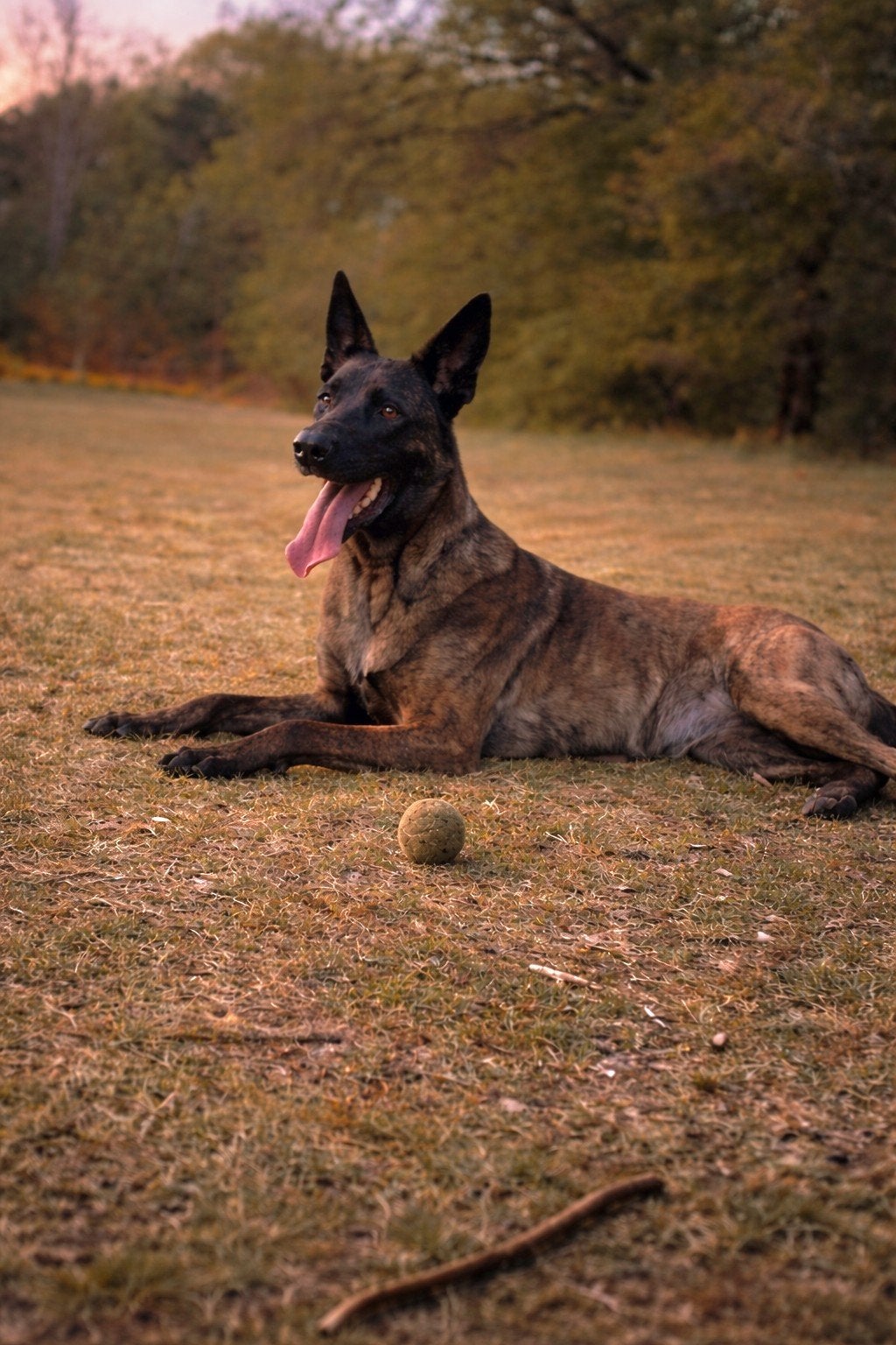 Herplaatsing Herder, Dieren en Toebehoren, 1 tot 2 jaar, Teef, Eén hond, Herder