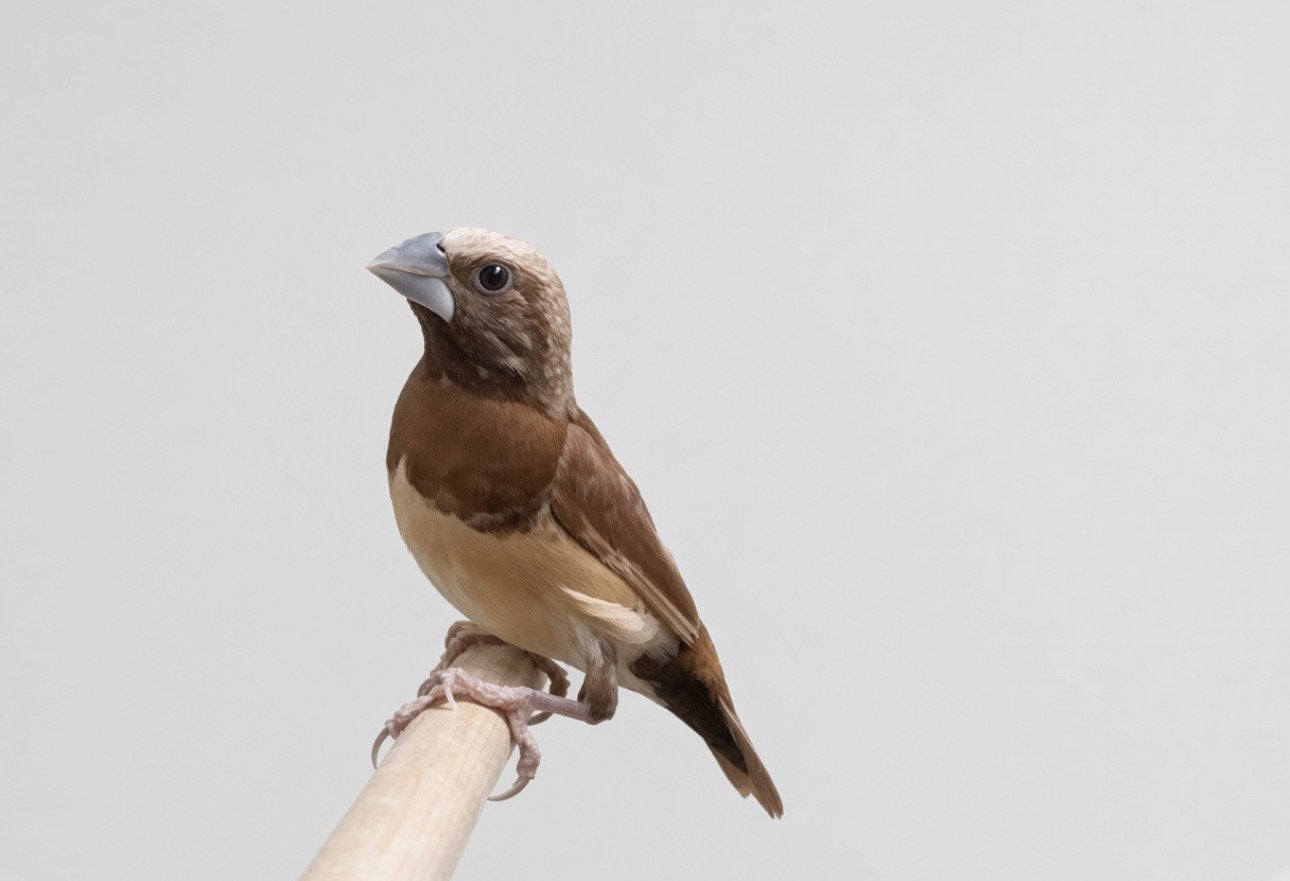 Bruinborst rietvink roodbruin pop, Vrouwelijk