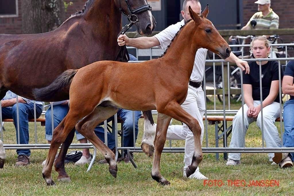 Hengstenveulen van Roman Empire uit WK merrie Wilderose, Met stamboom, Dressuurpaard, 0 tot 2 jaar, Hengst