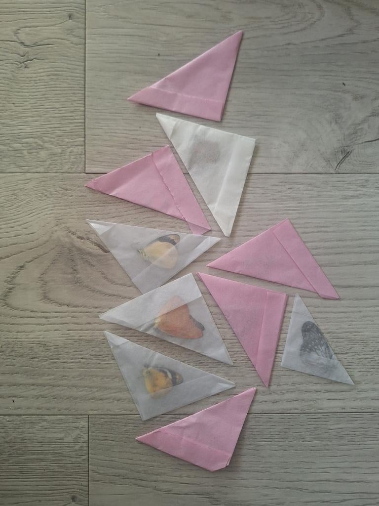 Vlinders ongeprepareerd. 10 stuks, Ophalen of Verzenden, Nieuw, Insect, Overige typen