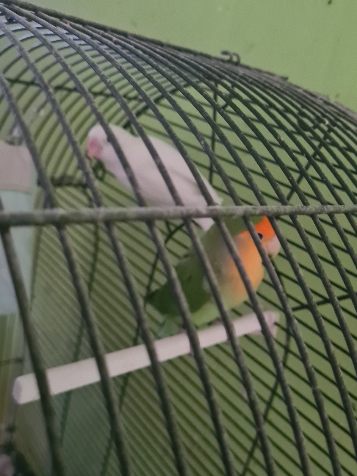 stel agapornisen, Dieren en Toebehoren, Meerdere dieren, Parkiet