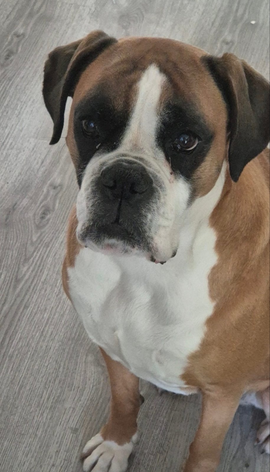 Lieve boxer (Layla), Dieren en Toebehoren, 6 jaar of ouder, Overige rassen, Teef, Eén hond