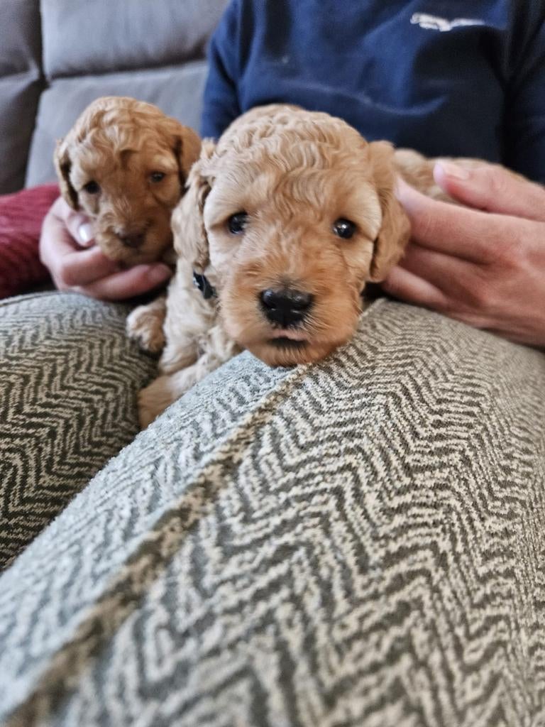 Gastgezin gezocht! Mini labradoodle teefje, Dieren en Toebehoren, Honden | Niet-rashonden, 8 tot 15 weken, Teef, Parvo, Eén hond