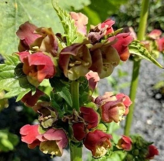 Zaden Knopig Helmkruid - Scrophularia nodosa, Verzenden, Volle zon