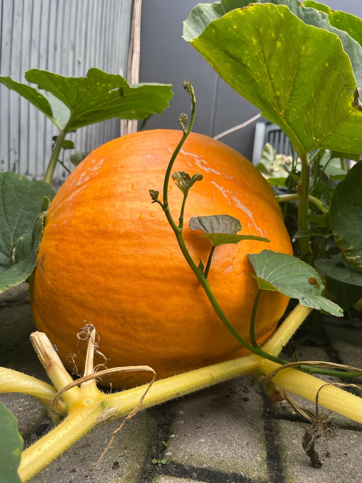 Grote pompoen, Ophalen, Overige soorten, Volle zon
