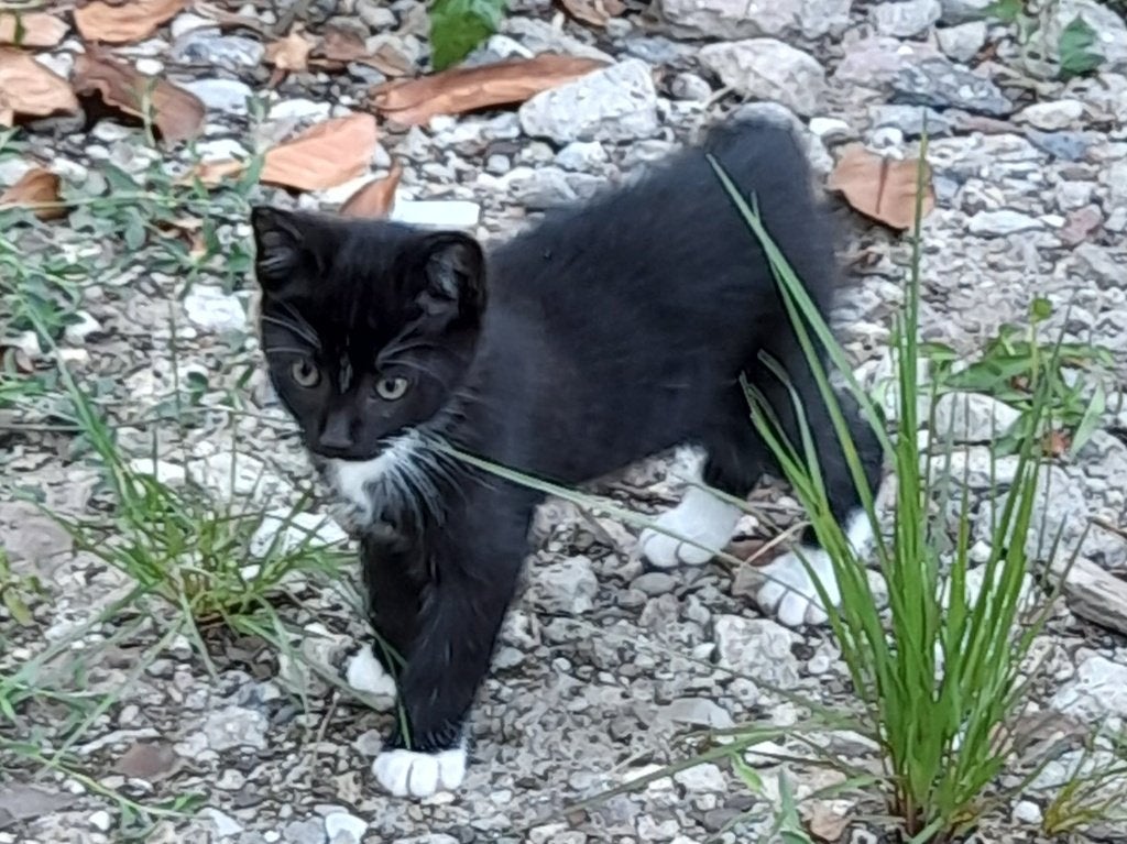 Kittens, Meerdere dieren, Ontwormd, 0 tot 2 jaar