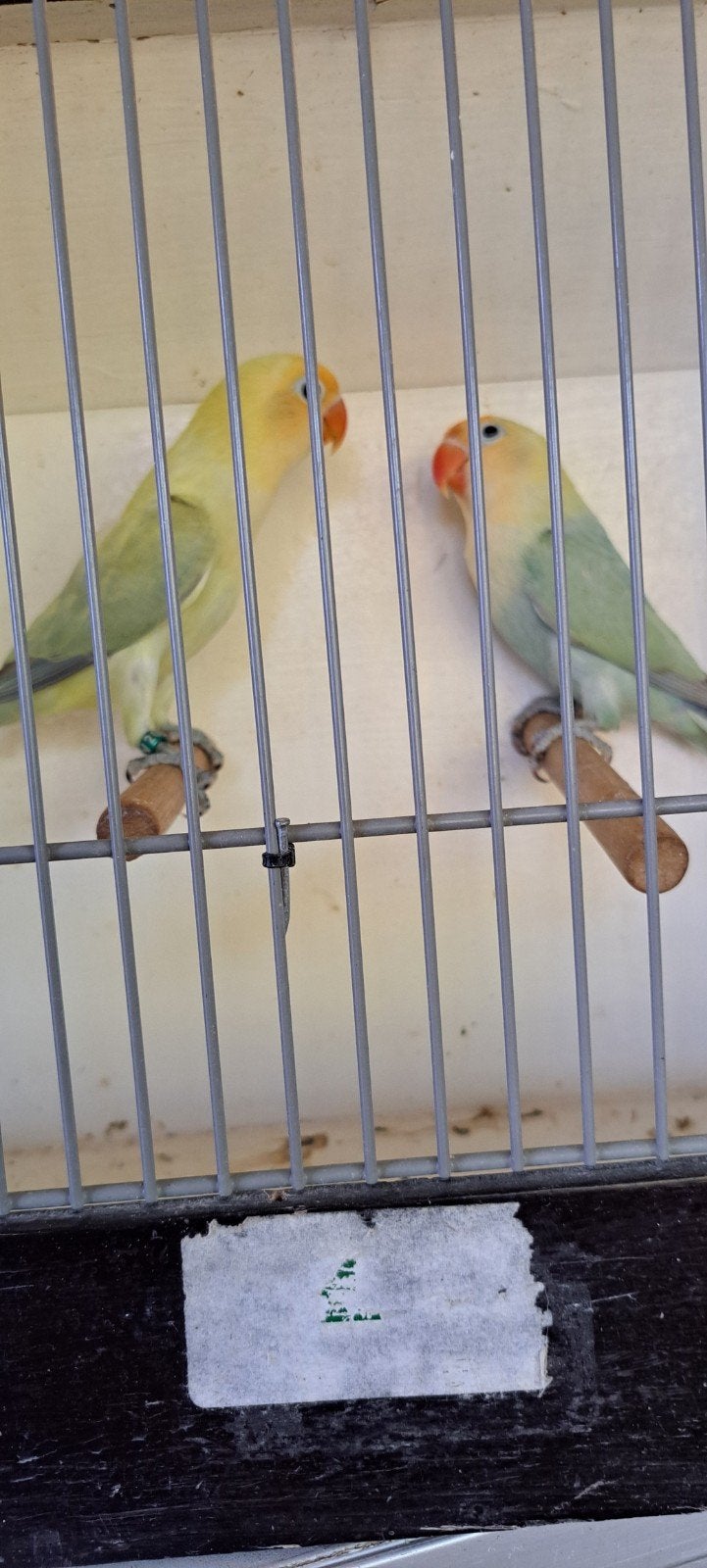 Agapornis Ficheri TURGUOISE dilute, Dieren en Toebehoren, Meerdere dieren