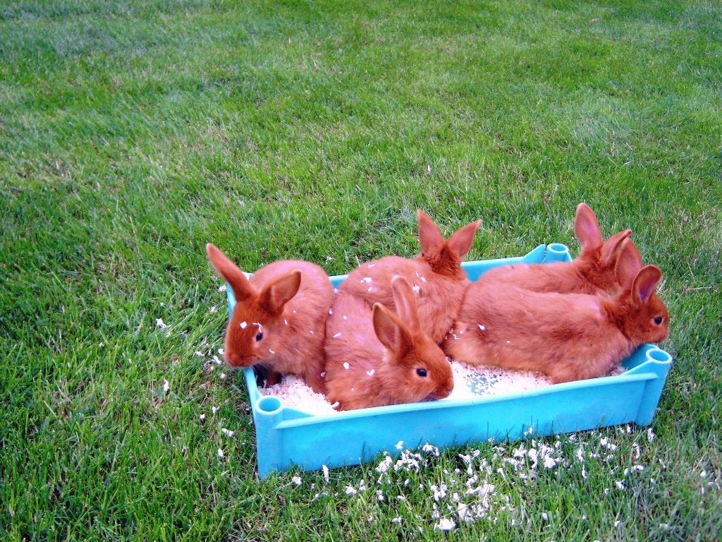 Te koop jonge konijnen Rode Nieuw Zeelander, Dieren en Toebehoren, Konijnen, Meerdere dieren, Middelgroot, 0 tot 2 jaar