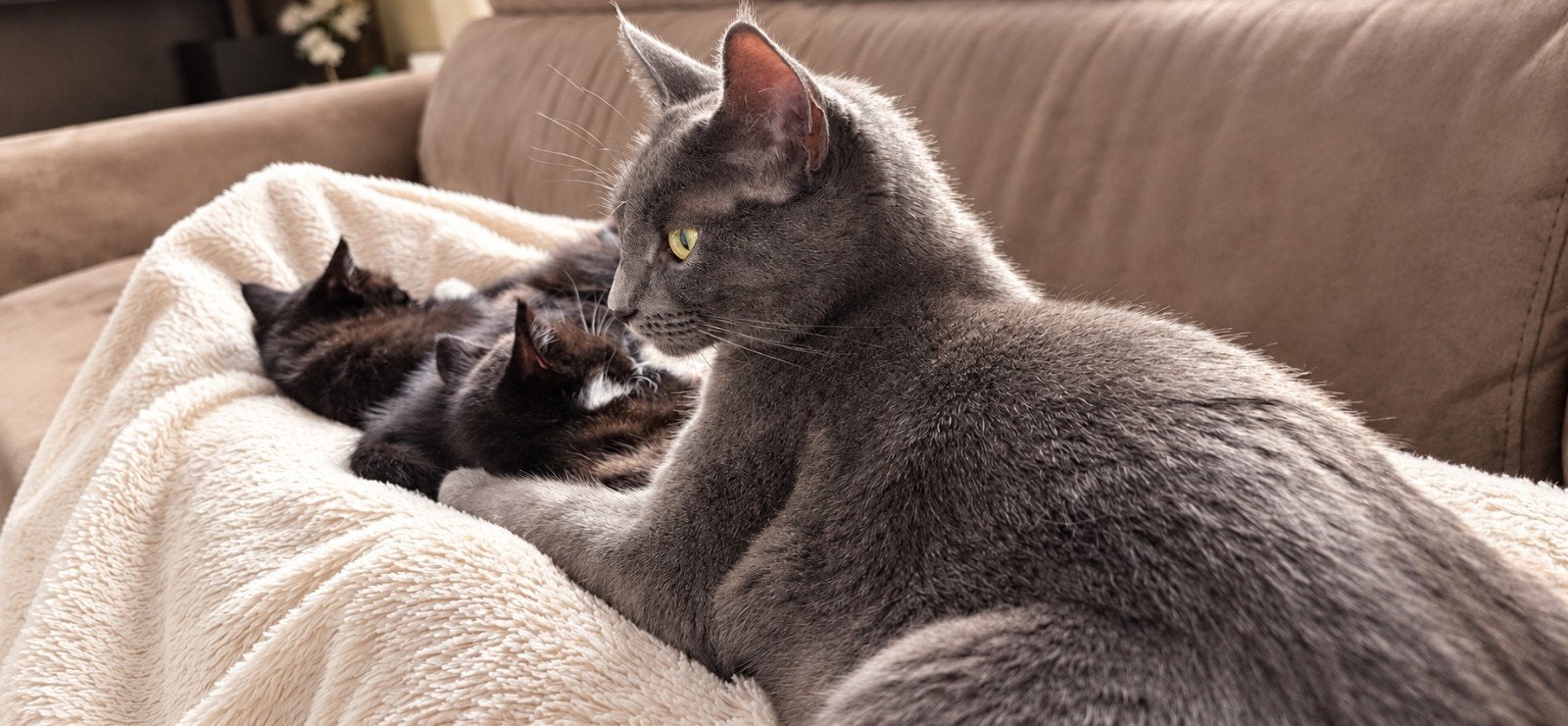 3 lieve katertjes – kruising Blauwe Rus x Europese korthaar, Dieren en Toebehoren, Katten en Kittens | Overige Katten, Kater