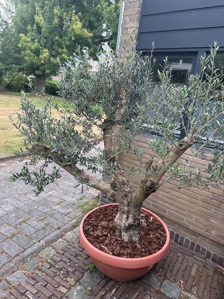 Olijfboom in pot, Bloeit niet, 100 tot 250 cm, Olijfboom, Ophalen