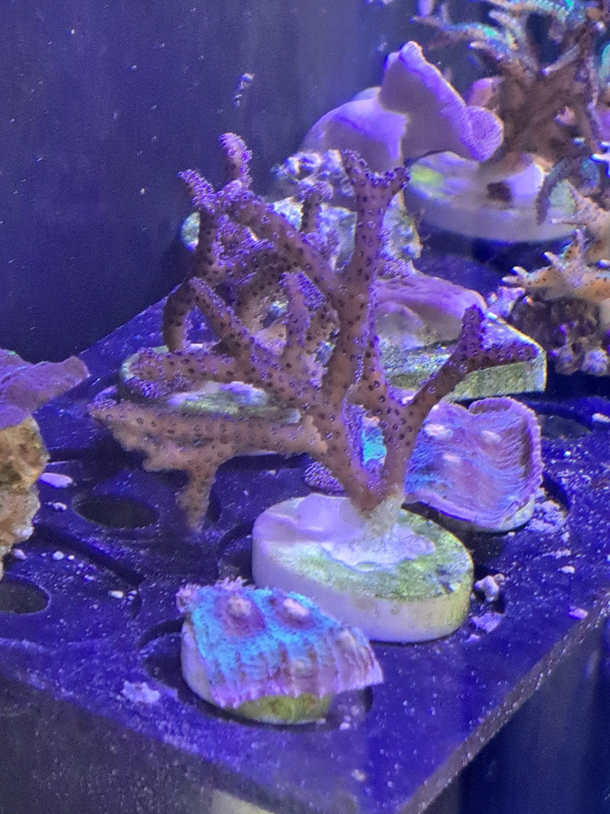 koraal Seriatopora guttatus paars, Dieren en Toebehoren, Vissen | Aquariumvissen, Overige typen