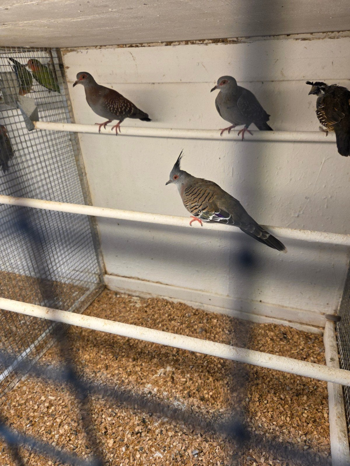 australische kuif duiven, Dieren en Toebehoren, Vogels | Duiven, Meerdere dieren, Overige soorten