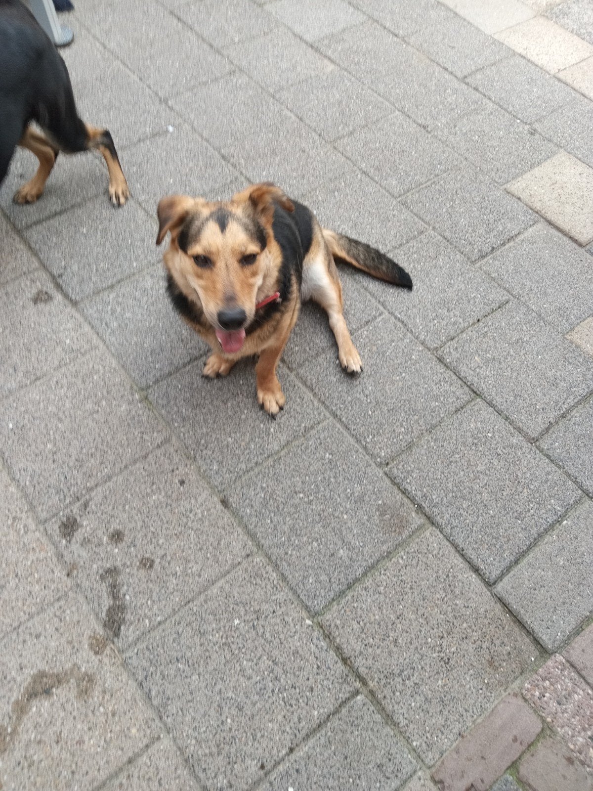 gezocht, Particulier, Reu, 1 tot 2 jaar, Buitenland