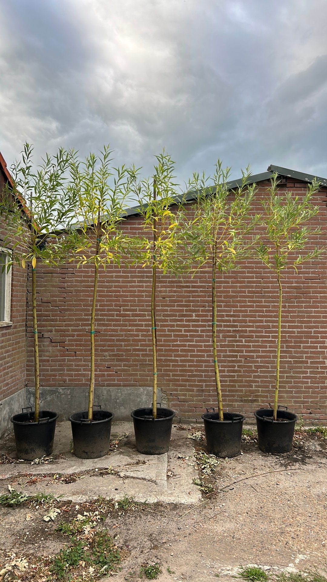 Knotwilg met knot op 2 m in pot, Overige soorten, Minder dan 100 cm, Ophalen, Volle zon