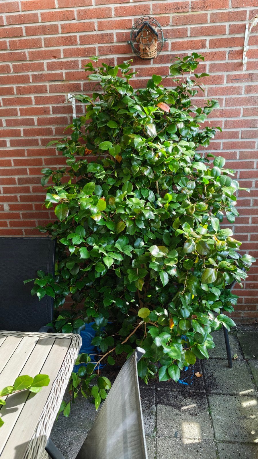 Camelia rood, Ophalen, Volle zon, Overige soorten