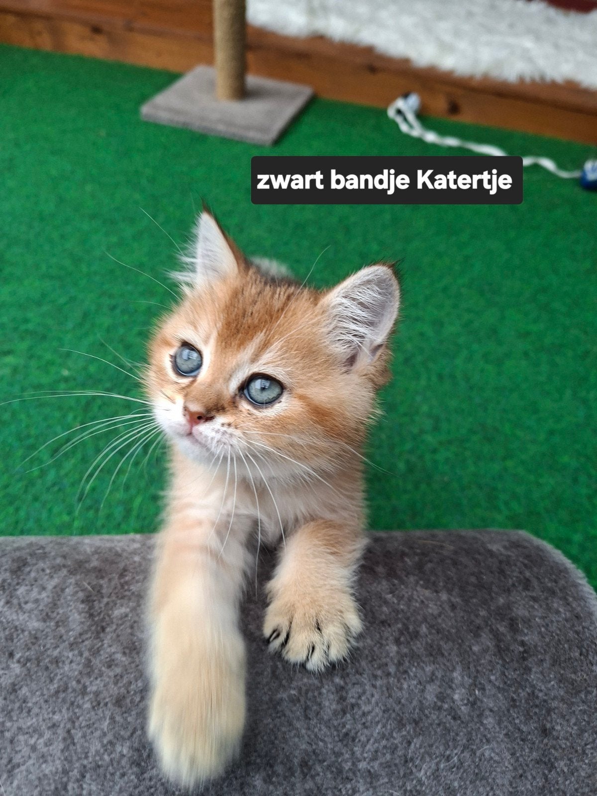 Britse Korthaar Golden Shaded kittens😻, Dieren en Toebehoren, Kater, Ontwormd, 0 tot 2 jaar