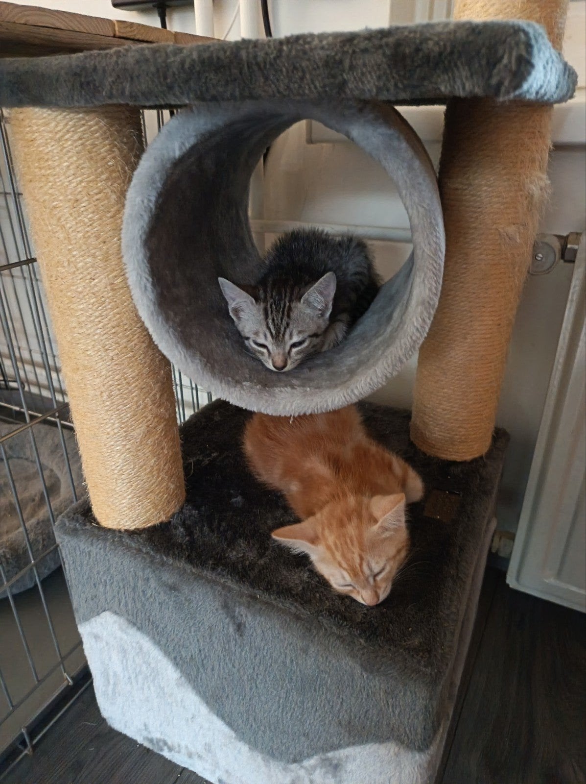 nog 2 leuke bengaal mix kittens, Dieren en Toebehoren, Meerdere dieren, 0 tot 2 jaar