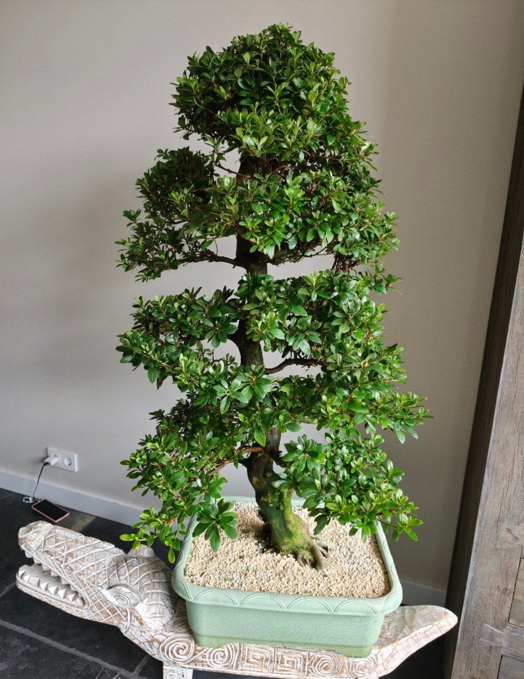 Satsuki Azalea Bonsai 115cm, Ophalen, Bloeit niet, Halfschaduw, Overige soorten