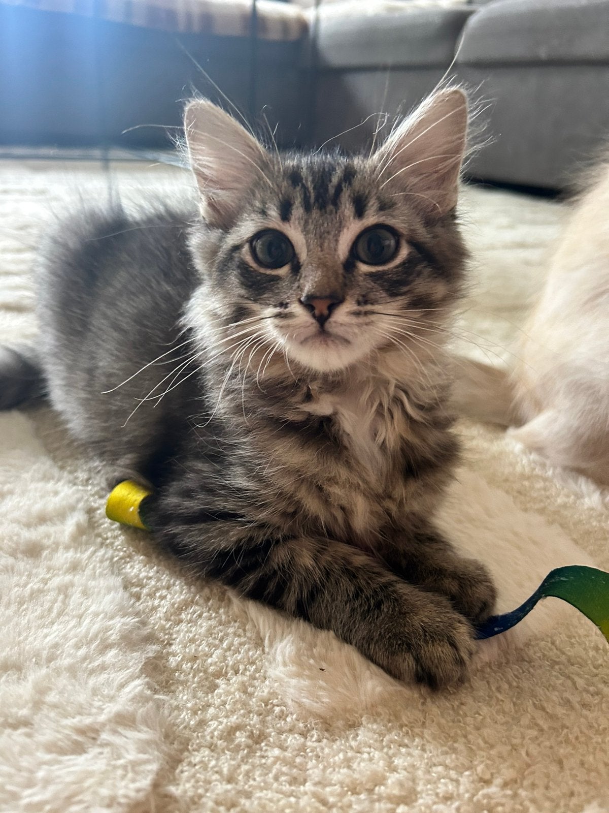 Nog 3 gezonde bijzondere ragdoll kittens mogen verhuizen, Meerdere dieren, Ontwormd, 0 tot 2 jaar