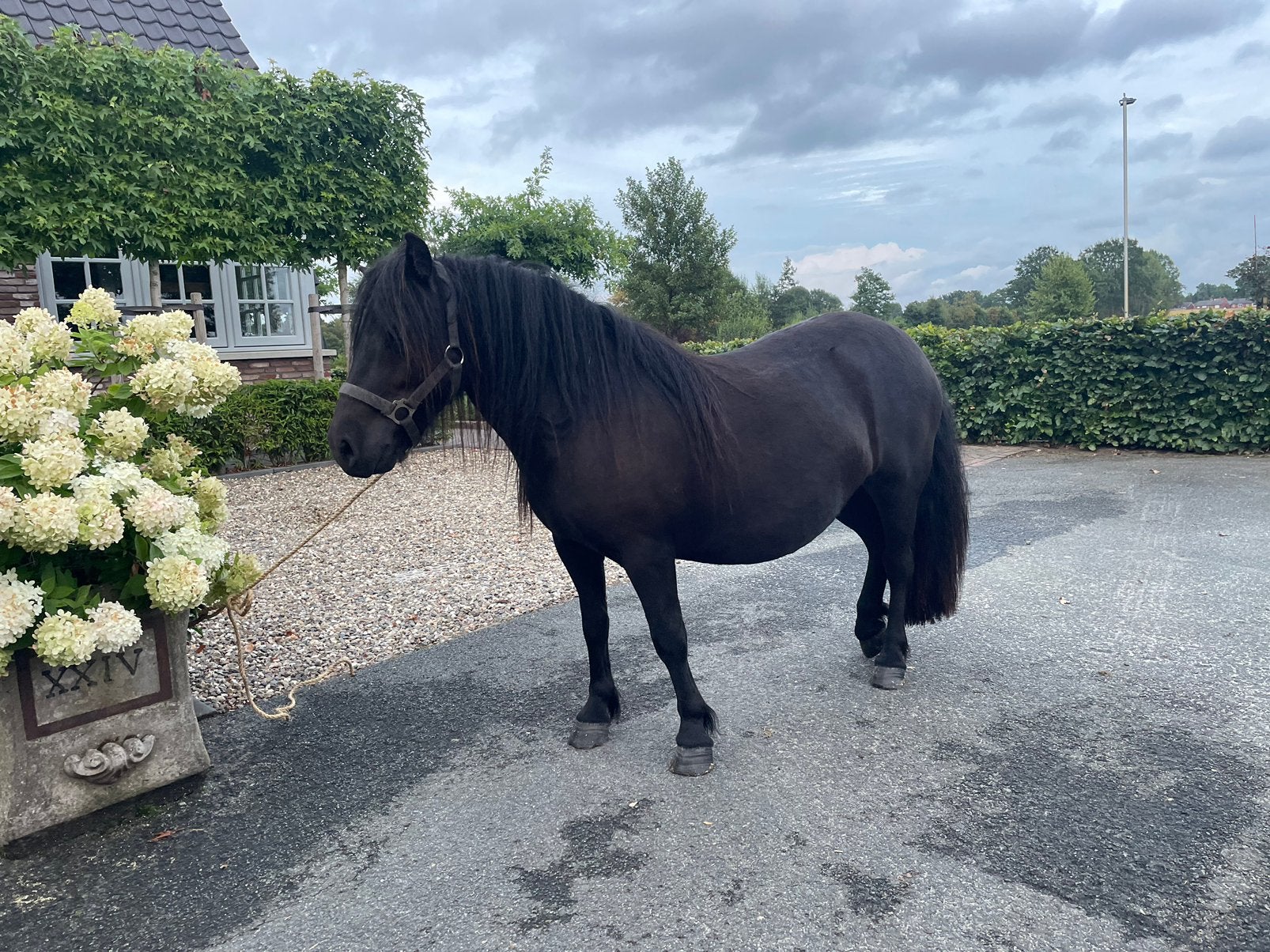 Super mooie gr maat  Shetlandpony, Merrie, Met stamboom, 0 tot 2 jaar, A pony (tot 1.17m)