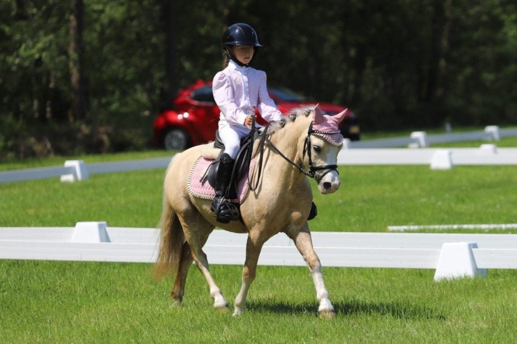 Fantastische lieve Welsh A kinderpony, Met stamboom, Ruin, Springpony, A pony (tot 1.17m)