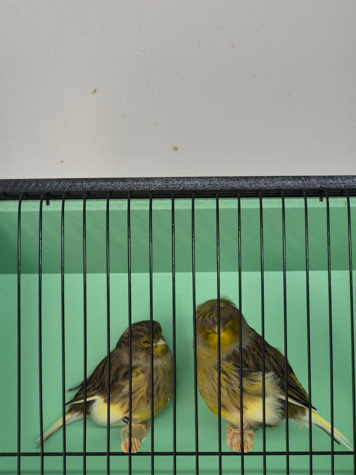 Koppel Glosters, Meerdere dieren, Postuurkanarie