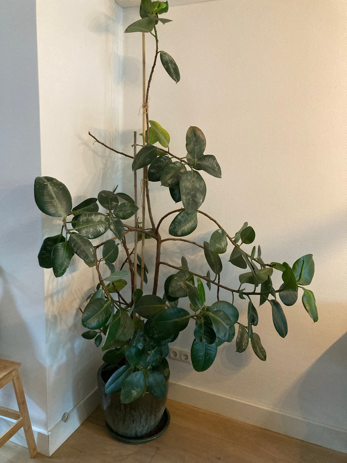 Grote Ficus Elastica kamerplant met pot, Huis en Inrichting, Kamerplanten, Ophalen, Ficus, Halfschaduw, In pot