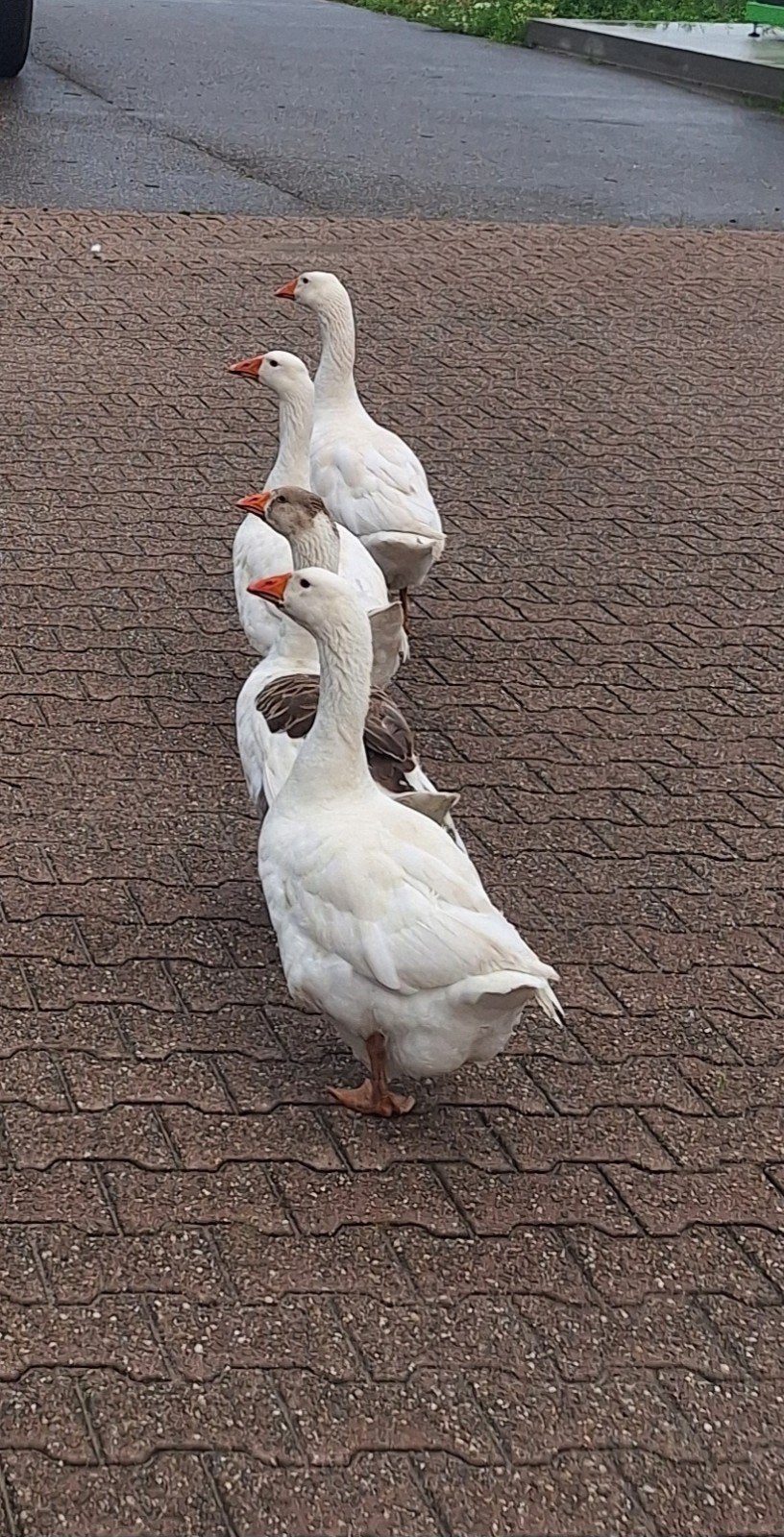 knappe ganzen zoeken een grote vijver, Meerdere dieren, Gans of Zwaan