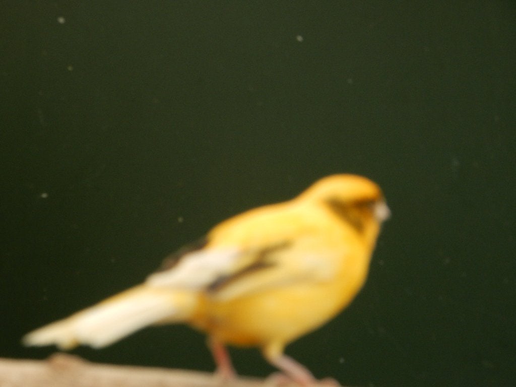 kanaries, Dieren en Toebehoren, Vogels | Kanaries, Meerdere dieren, Kleurkanarie