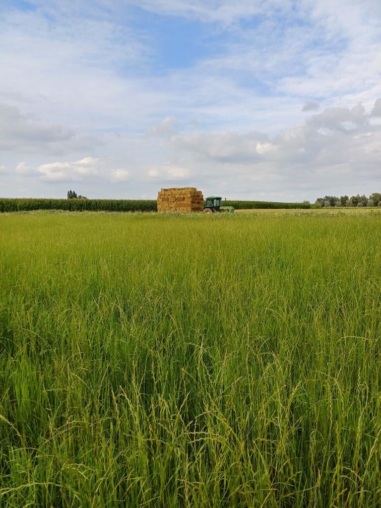 Mooie kleine balen Stro, Dieren en Toebehoren, Stalling en Weidegang