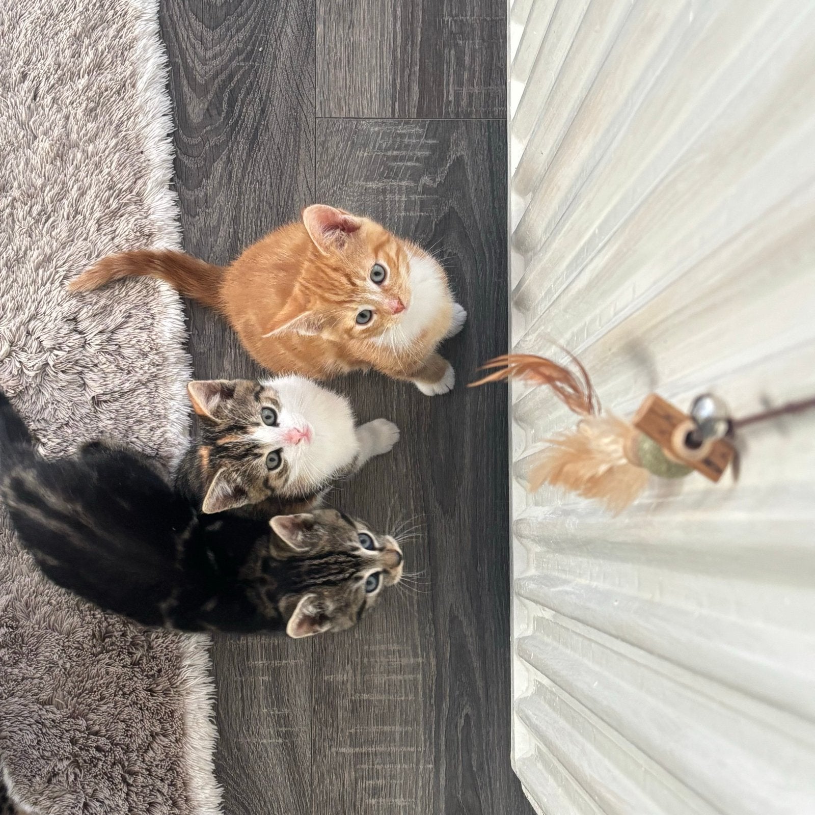 3 lieve kittens zoeken een liefdevol thuis, Dieren en Toebehoren, Meerdere dieren, Kortharig, 0 tot 2 jaar