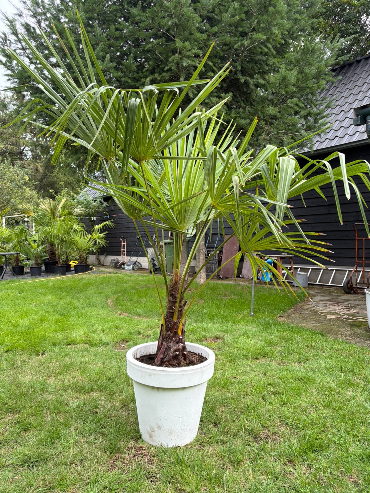 Trachycarpus Fortunei winterharde palmboom, Tuin en Terras, 100 tot 250 cm, Zomer, Palmboom, Ophalen