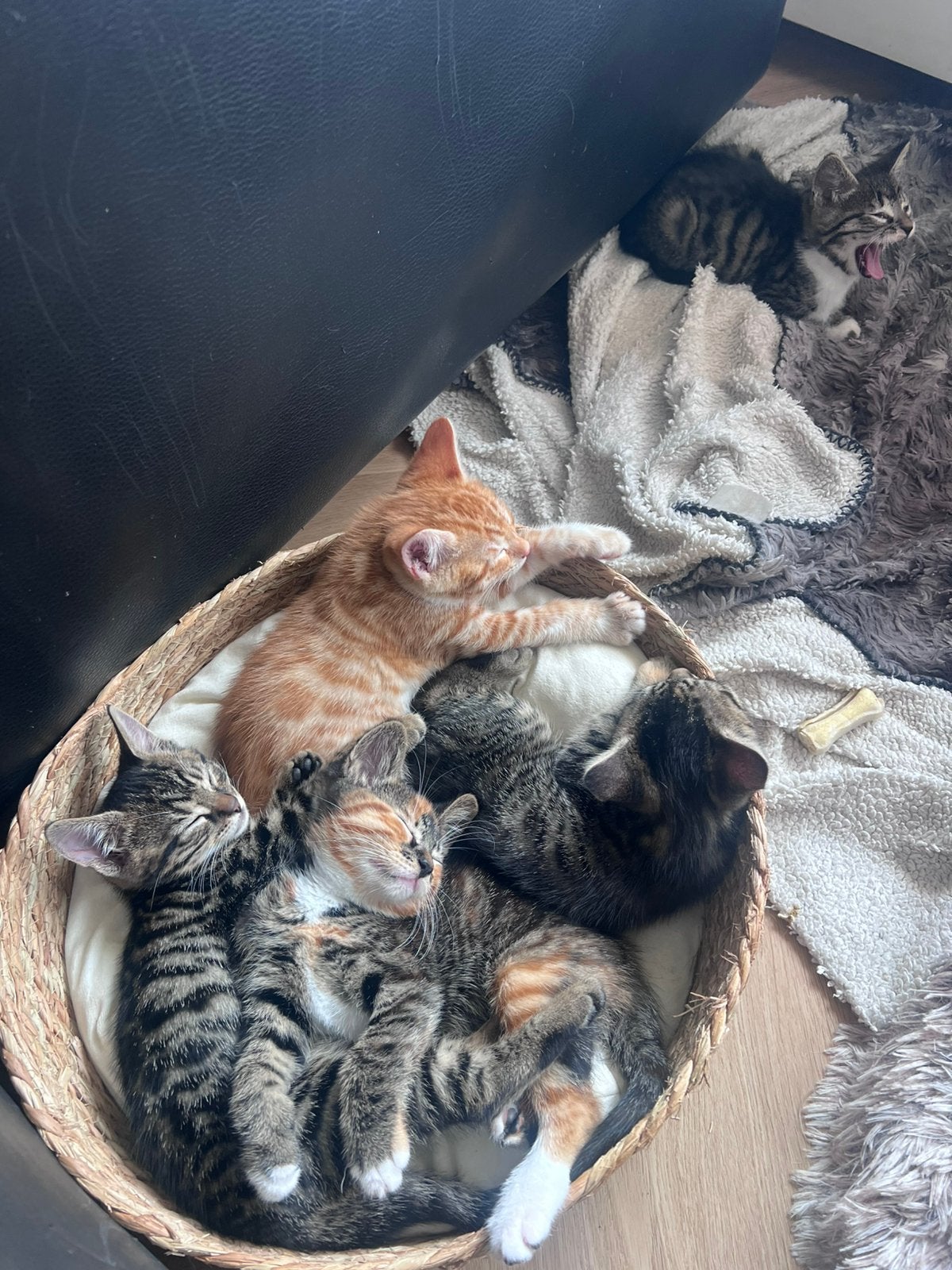 Prachtige half-Bengaal kittens– Gechipt, geënt + paspoort, Dieren en Toebehoren, Meerdere dieren, Gechipt, 0 tot 2 jaar