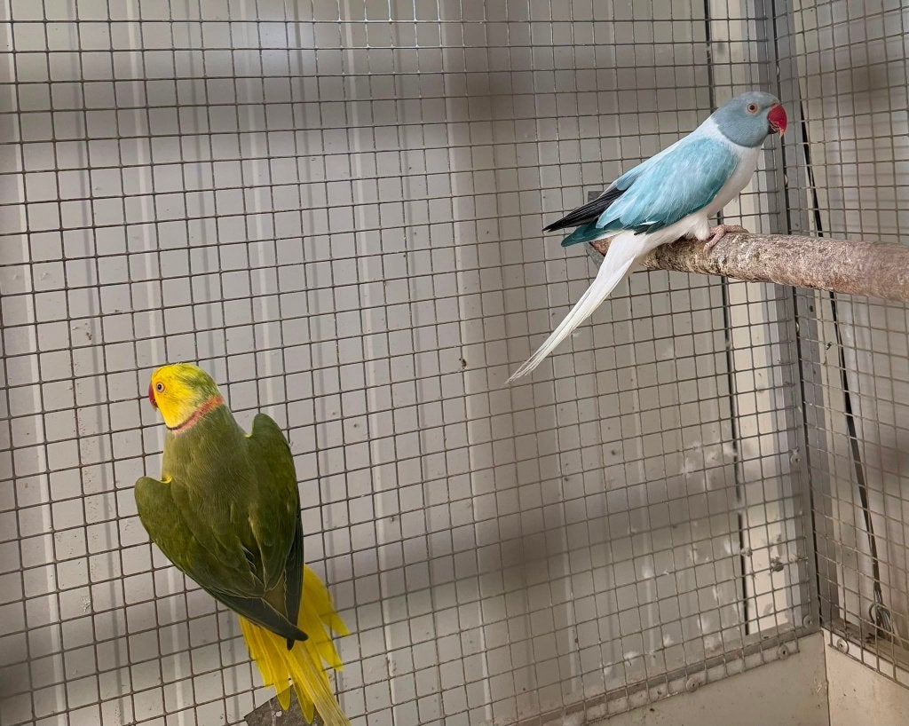 kweekkoppel halsbandparkieten opaline wkws, Meerdere dieren, Parkiet