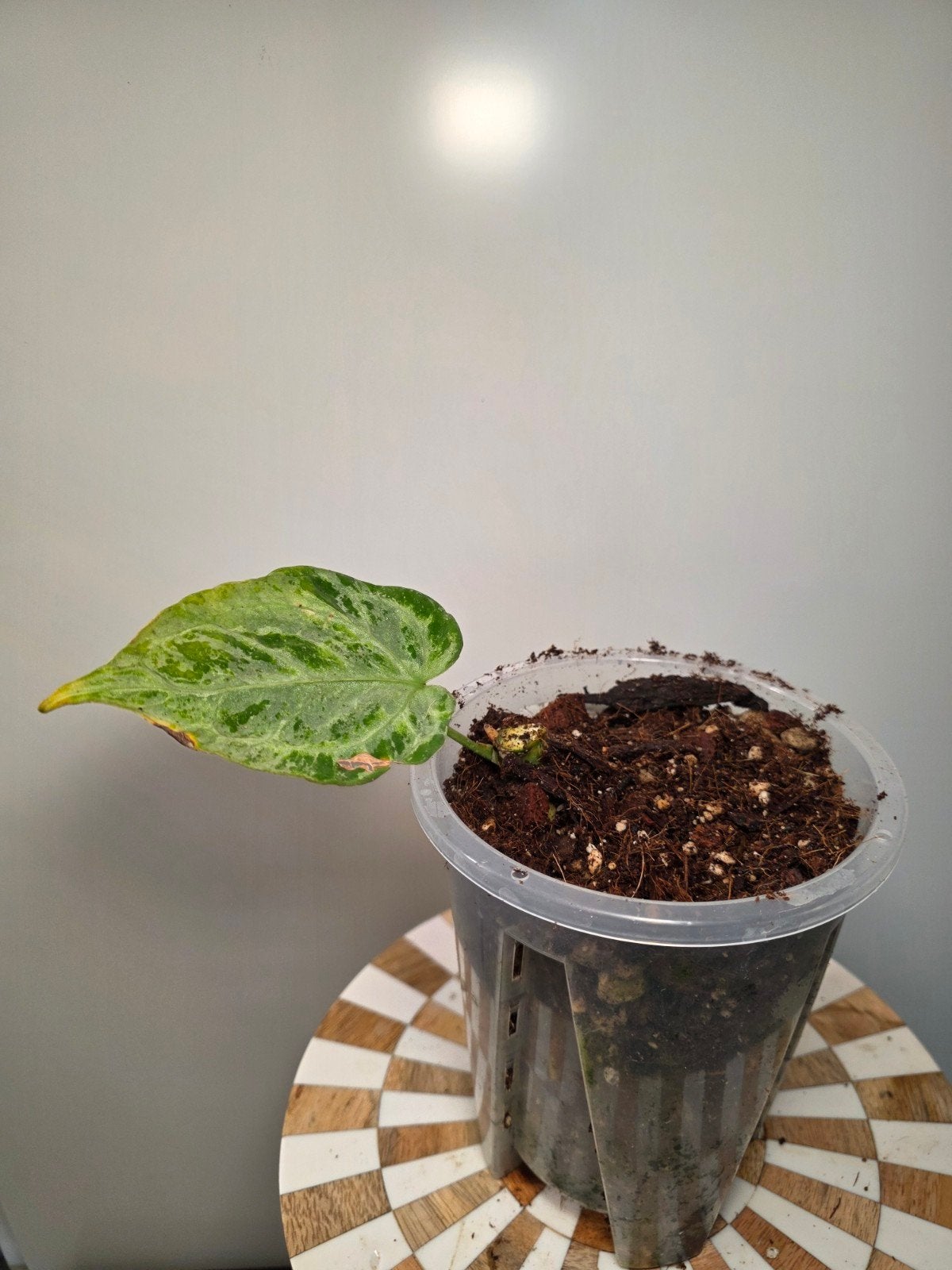 Anthurium Silver Blush Mint/Blister Variegation Bottomcut, Ophalen of Verzenden, Halfschaduw, Minder dan 100 cm