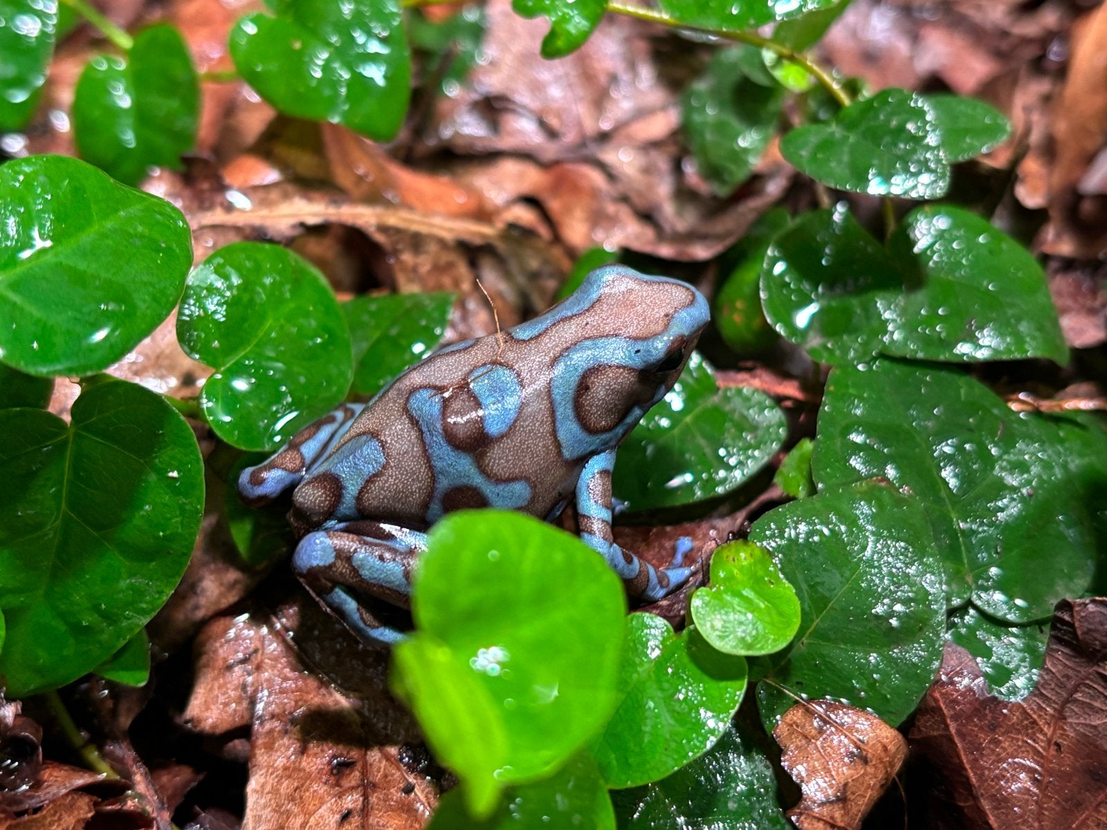 D. Aurarus super bleu