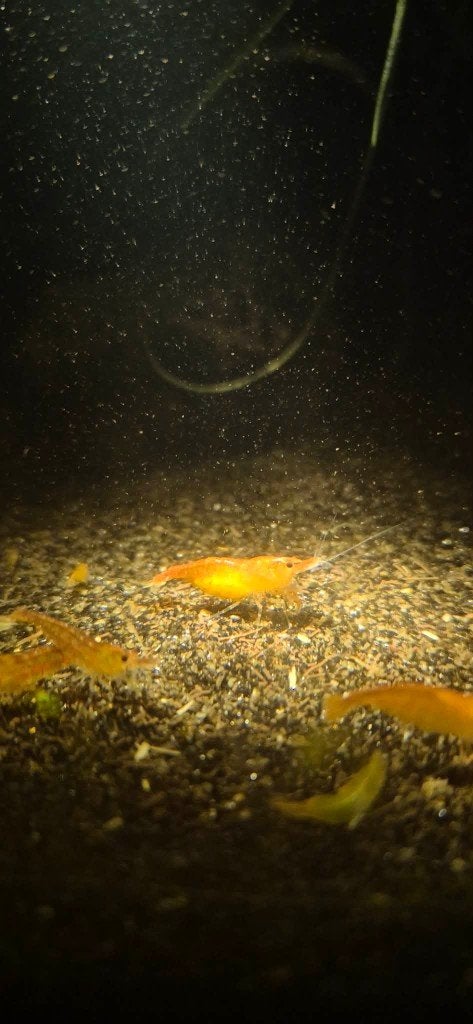 Orange Sakura garnaal (Neocaridina), Kreeft, Krab of Garnaal, Zoetwatervis, Schoolvis